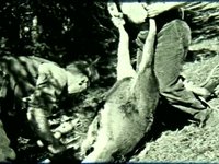 Hunting