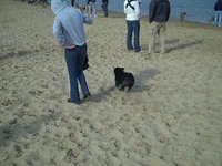 Ninja vs. Corgi