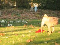 Bella's 1st Birthday!