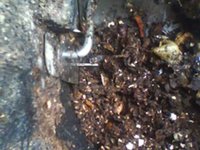 Composter Issue