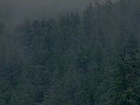 Eagles of Chilkat, Haines, AK
