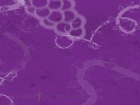 Fresh from the Vine - Week 12