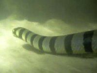 Yellow-Lipped Sea Krait @ Semakau 06Nov2009