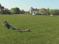 Bails - PUSHKiting.co.uk