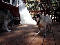 Chase and Bella Playing Nice with a Bone