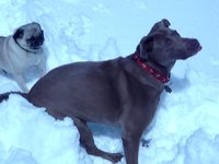 Bella Jealous of Mocha's Long Legs in the Snow