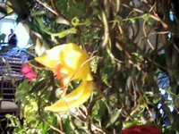 Flower Arrangement