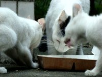 20091111 cat