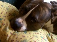 Judah Laying On My Pillow