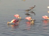 Birds Gone Wild