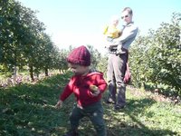 Picking Apples