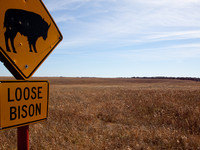 Tallgrass Prairie Preserve Buffalo Roundup Montage