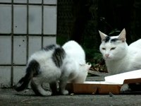 20091112 cat