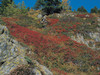 Autumn in Viola Valley