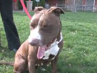 Meet Pumpkin Pie - Lollypop Farm Adoptable Pet
