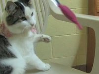 Meet Shadey - Lollypop Farm Adoptable Pet