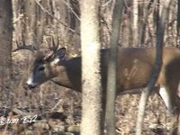 November 11th 2009 River Bottom Deer