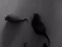 1920's style vintage video