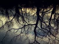 Trees or: There Are Roots In The Sky