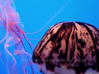 Serenity of Sea World