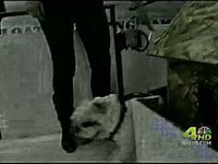 Natural Balance Bulldog Auditions