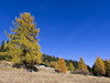 Autumn colors in Valdidentro - Alta Valtellina