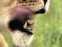 Young Lions - FEAST