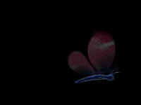 Butterfly animation