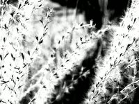 Black and White Grass