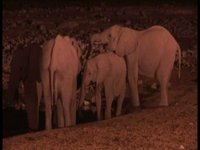 Namibian Wildlife - A safari through the north of namibia