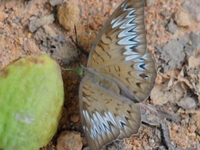 Butterfly enjoying big fruit....