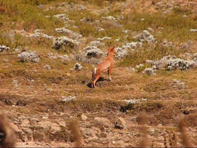Endangered Ethiopian Wolves
