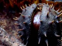 Castanea sativa