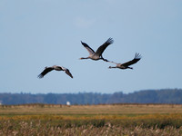 Grus grus - Kranichrast am Günzer See