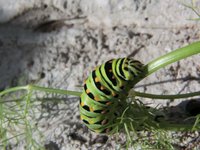 carl the swallowtail