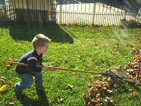 Jack plays in the leaves