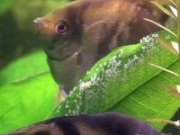Pterophyllum Altum - Spawning (Скалярии - нерест)