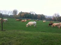 Cows