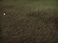 Kissy Sell Out - Grass Loop