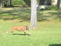 Tobi and the Frisbee