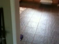 Squirrel Mishap