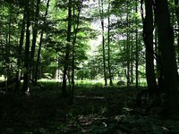 Stone River: The Passion of Jon Piasecki
