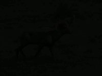Bighorn Sheep