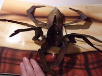 The Pop-up Book of Phobias