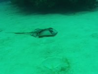 Footage by Bonica HDDV: Ray in Cayman