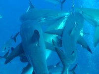 Footage from 1st generation Bonica DV (VGA): Shark Dive in FL