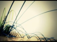 Vacillate