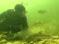 Feeding Barbel & Trout Underwater by Hand !