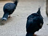 Birds At the Aviary, Caged and Free