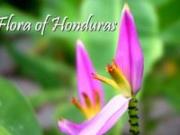 Flora of Honduras